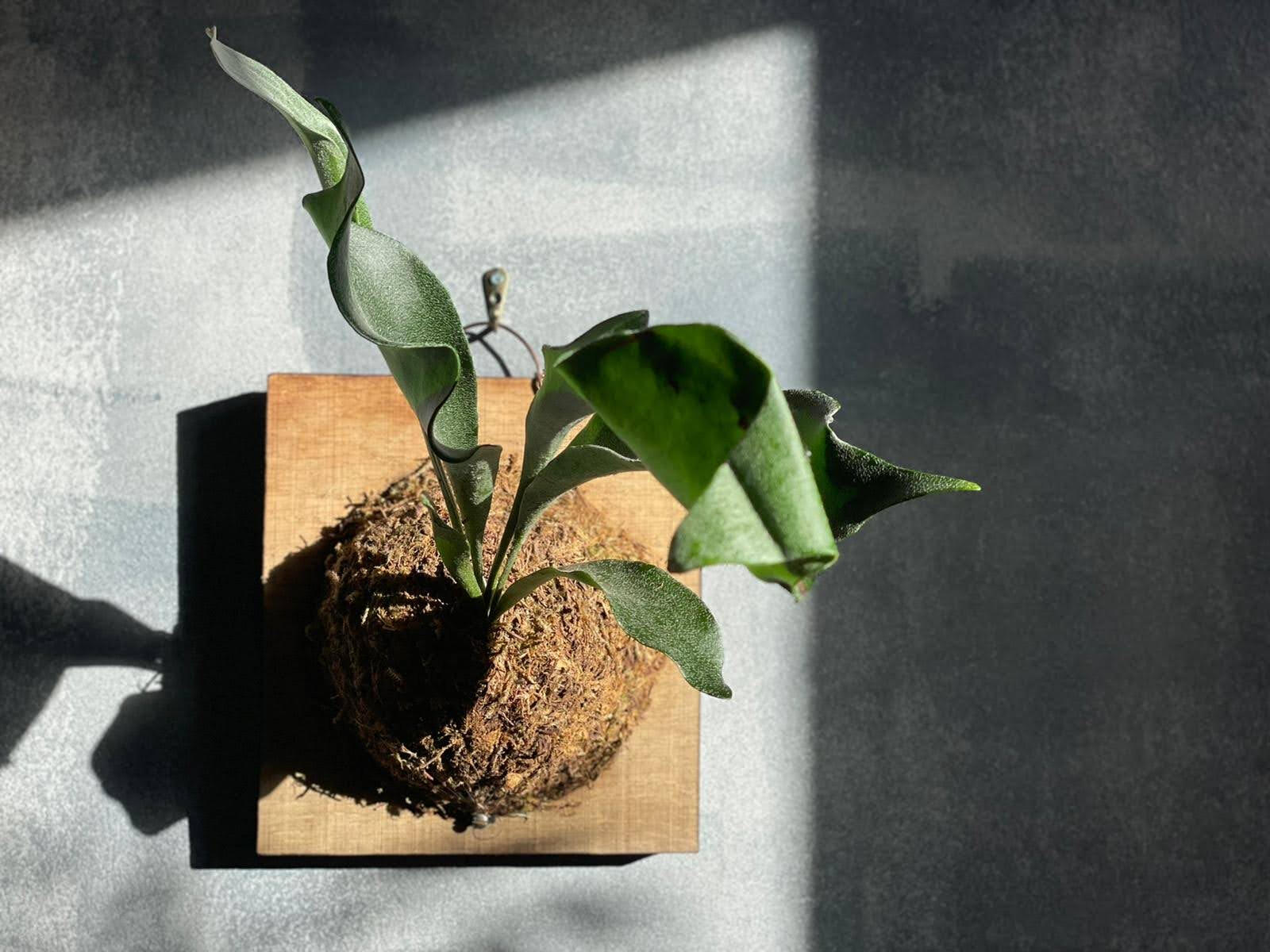 Common Staghorn Fern Platycerium bifurcatum (on Scorched Border Oak)