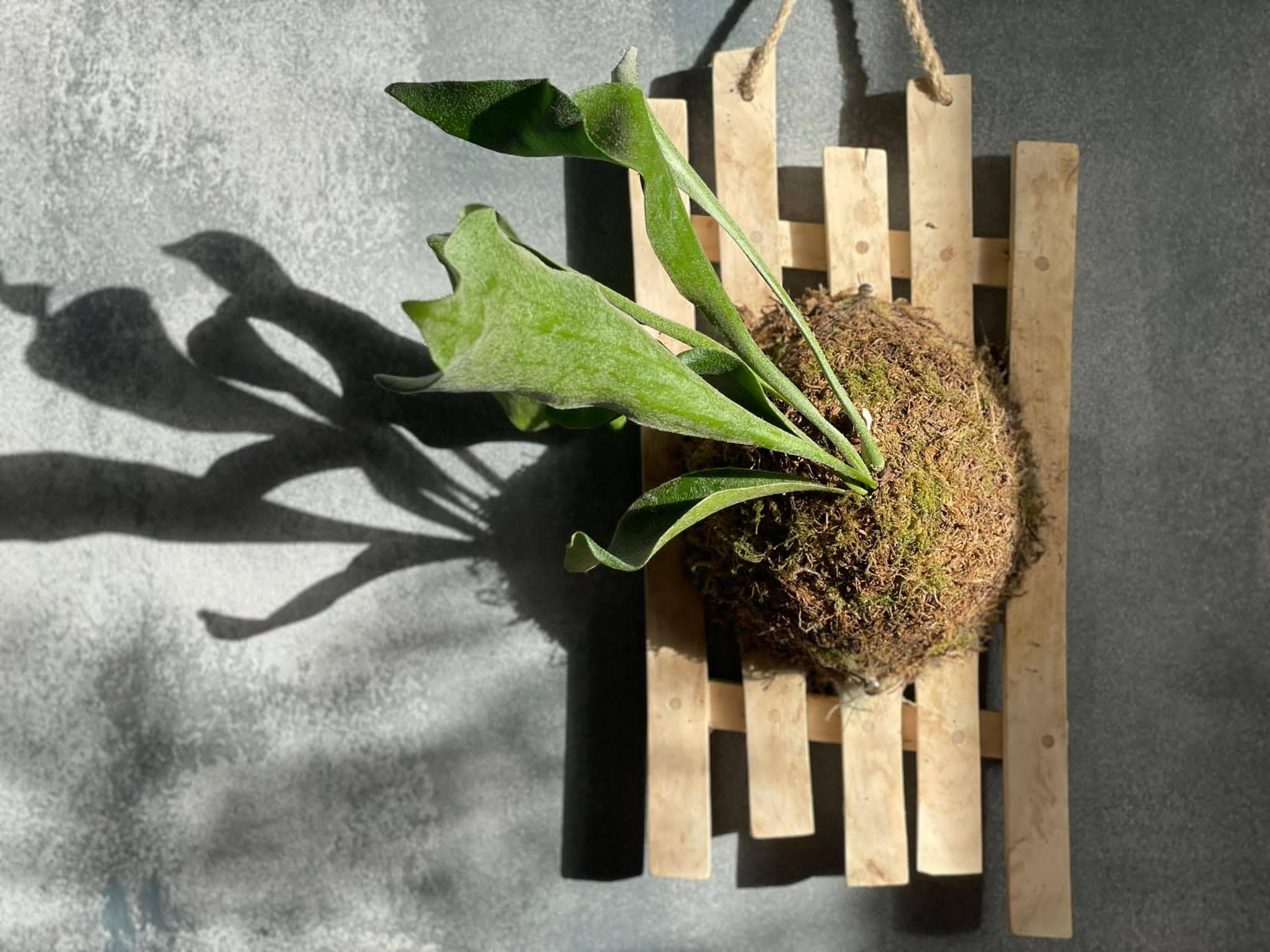 Common Staghorn Fern Platycerium bifurcatum (on Ornamental Cherry)