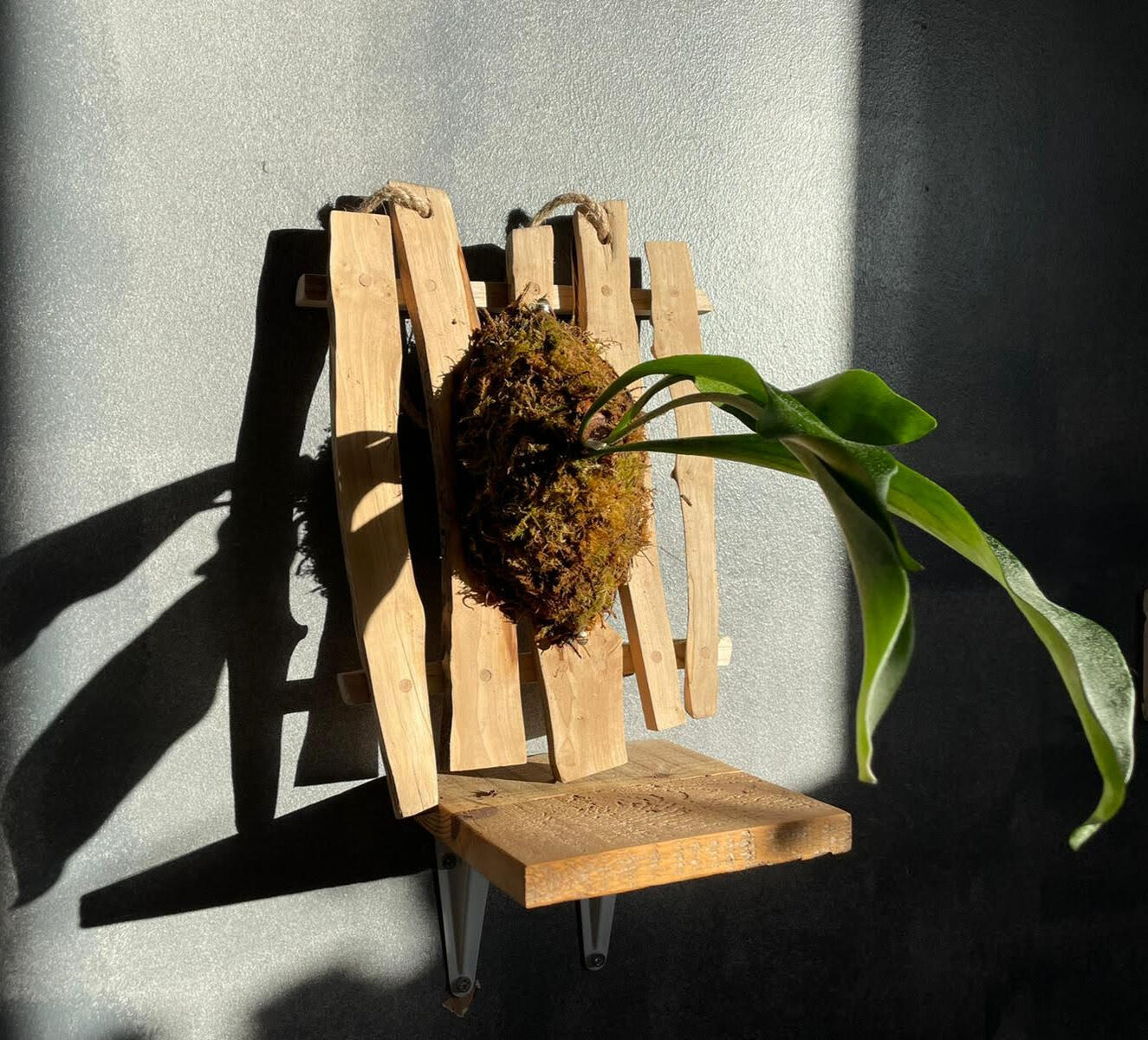 Common Staghorn Fern Platycerium bifurcatum (on Small-Leaved Lime)